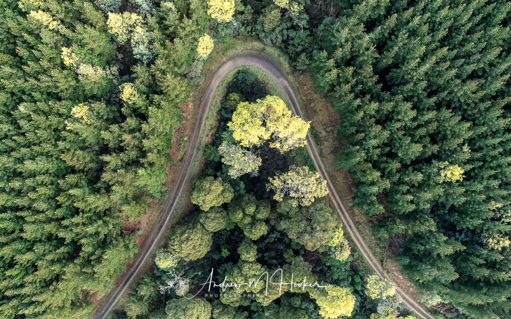 Pine Roller Coaster